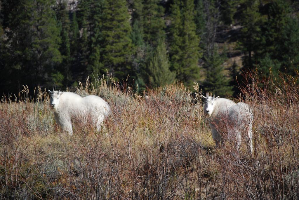 Bucks T4 Lodge Big Sky Extérieur photo