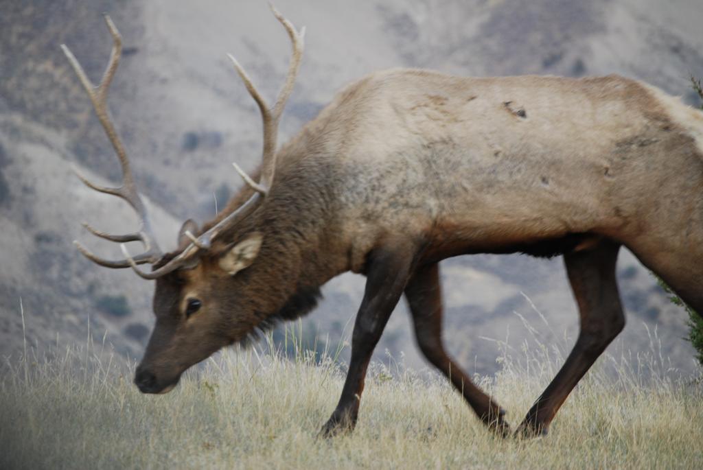 Bucks T4 Lodge Big Sky Extérieur photo