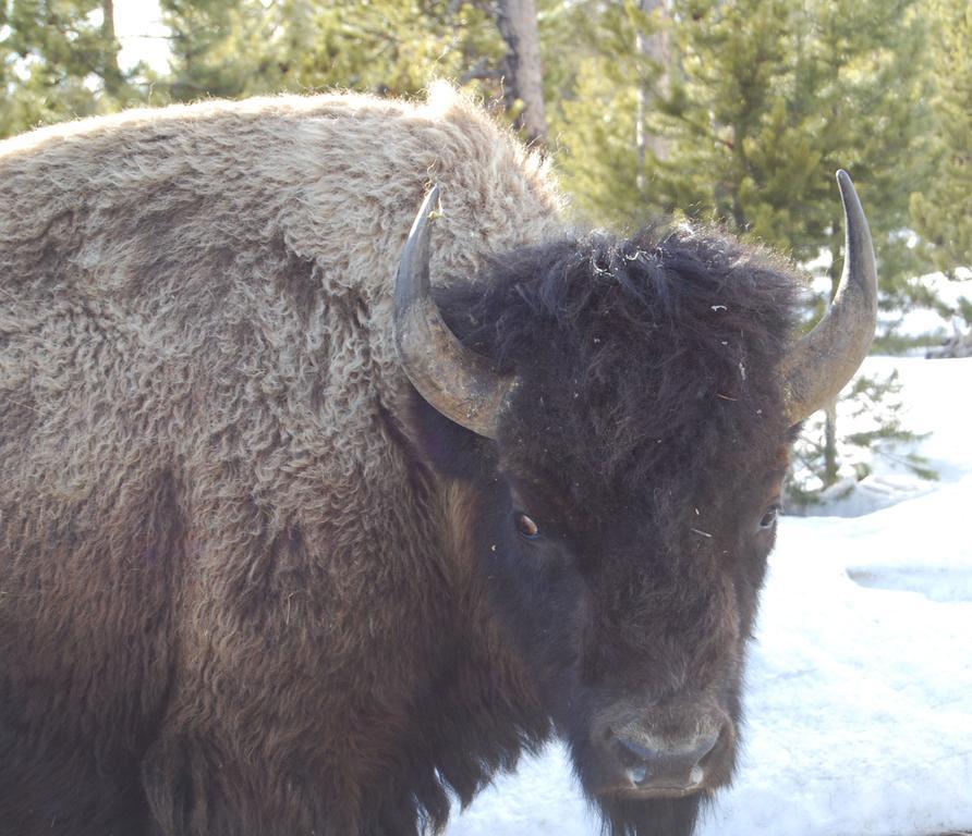 Bucks T4 Lodge Big Sky Extérieur photo